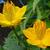 Trollius chinensis 'Golden Queen'