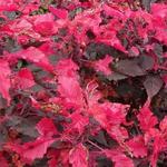 Amaranthus tricolor 'Molten Fire' - 