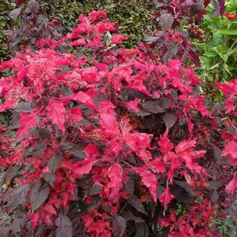 Amaranthus tricolor 'Molten Fire'