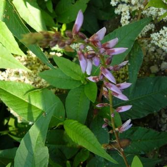 Desmodium canadense