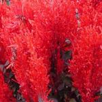 Celosia argentea var. spicata 'China Town' - 