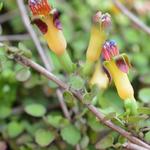 Fuchsia procumbens - 