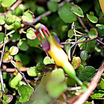 Fuchsia procumbens