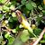 Fuchsia procumbens