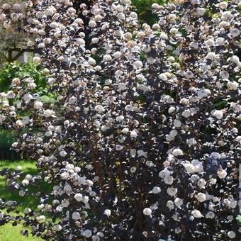 Physocarpus opulifolius 'Diabolo'