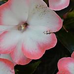 Impatiens x hawkeri New Guinea - 