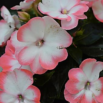 Impatiens x hawkeri New Guinea