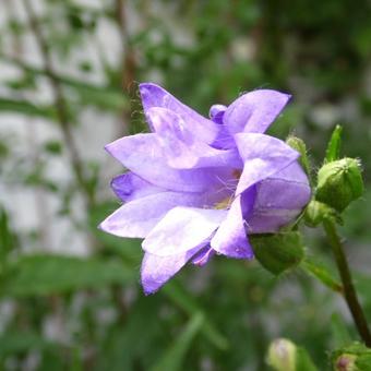 Campanula trachelium 'Bernice'