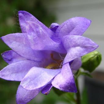 Campanula trachelium 'Bernice'