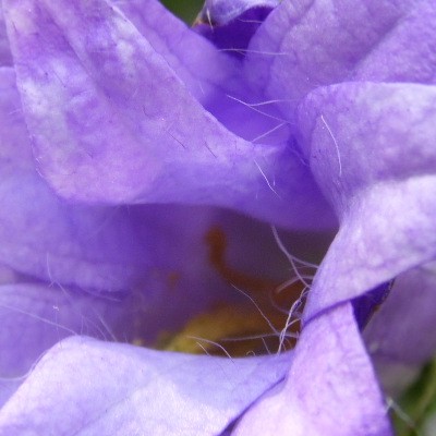 Campanula trachelium 'Bernice' - 