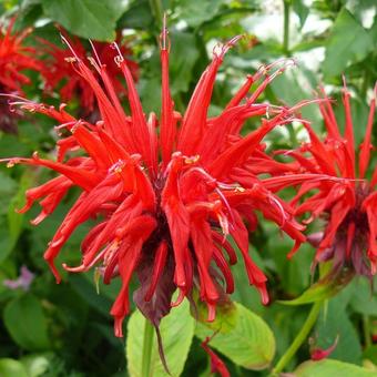 Monarda 'Jacob Cline'