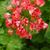 Pelargonium 'Red Rambler'