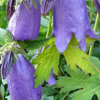 Campanula 'Purple Sensation' - 