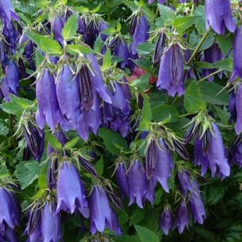 Campanula 'Purple Sensation'