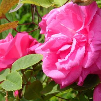 Rosa 'Zephirine Drouhin'