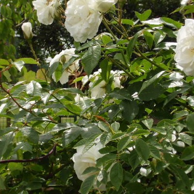 Rosa  'Climbing Iceberg' - 