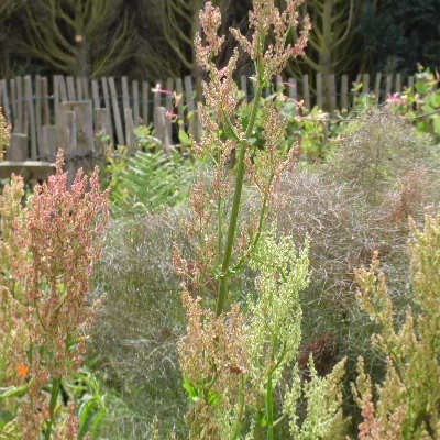 Rumex acetosa var hortensis - 