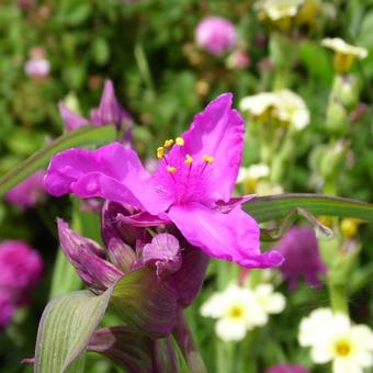 Tradescantia andersoniana 'Red Grape'