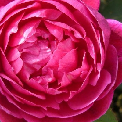 Rosa 'Noble Antony' - 