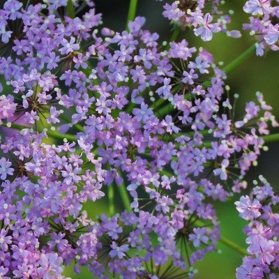 Chaerophyllum hirsutum 'Roseum' - 