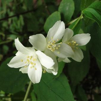 Philadelphus