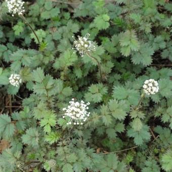 Acaena microphylla 'Kupferteppich'