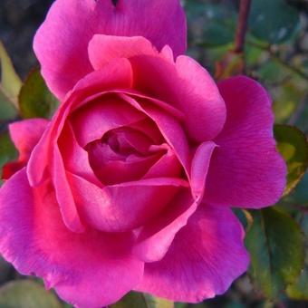 Rosa 'Cottage Rose'