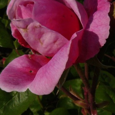 Rosa 'John Clare' - 