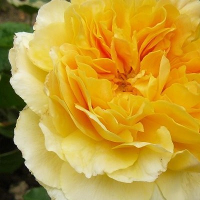 Rosa 'Molineux' - 