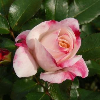 Rosa 'Rosenstadt Freising'