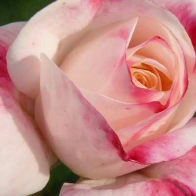 Rosa 'Rosenstadt Freising' - 