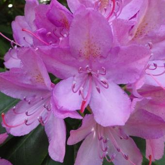 Rhododendron ponticum