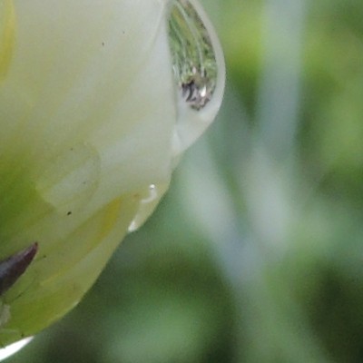 Dianthus plumarius 'Double White' - 