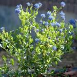 Ceanothus impressus 'Victoria'