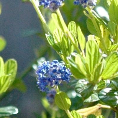 Ceanothus impressus 'Victoria' - 