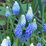 Muscari aucheri 'Ocean Magic' - 