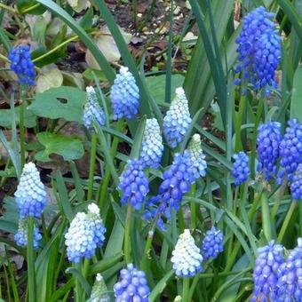 Muscari aucheri 'Ocean Magic'