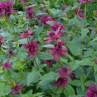 Monarda 'Blaustrumpf'