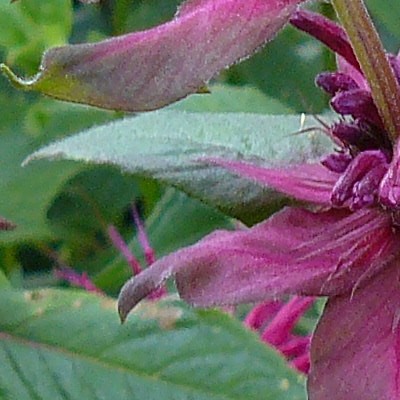 Monarda 'Blaustrumpf'