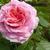 Rosa 'James Galway'