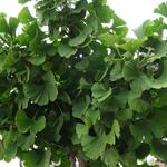 Ginkgo biloba 'Mariken' - 