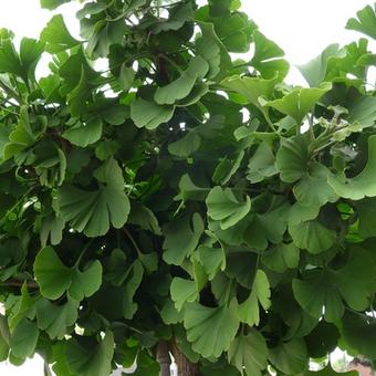 Ginkgo biloba 'Mariken'