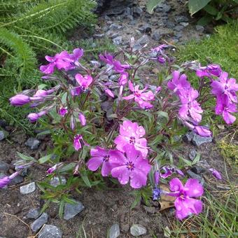 Phlox subulata 'EARLY SPRING Purple'