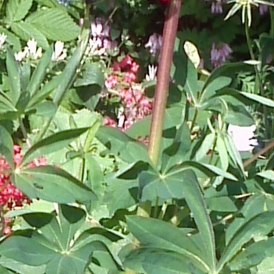 Lupinus 'GALLERY Red' - Lupinus 'GALLERY Red'