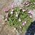 Erodium x variabile 'Bishop's Form'