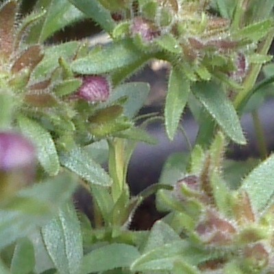 Véronique rampante - Veronica repens