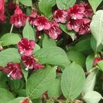 Weigela - 