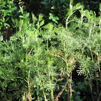 Artemisia abrotanum var. maritima