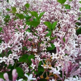 Syringa meyeri 'Palibin'