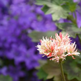 Pelargonium 'Bev Foster'